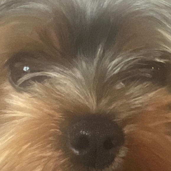 Meet your Posher, Danielle - Picture 1 of 1